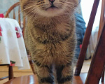 Кошки в Кораблино: Кошка в добрые руки, 200 руб. - фото 4