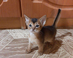 Кошки в Дмитровске: Малютки Абиссинчики, 20 000 руб. - фото 3