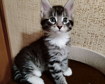 Кошки в других городах Смоленской области: Котята Мейн-Кун Мальчик, 35 000 руб. - фото 2