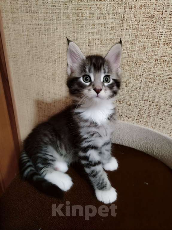 Кошки в других городах Смоленской области: Котята Мейн-Кун Мальчик, 35 000 руб. - фото 2