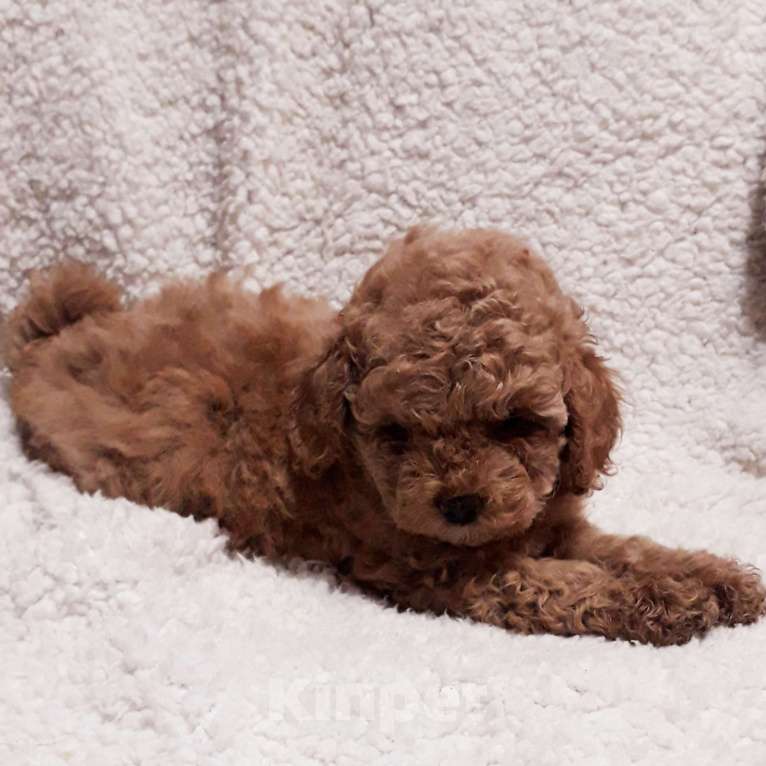 Собаки в Москве: Мальтипу девочка мини Девочка, 85 000 руб. - фото 1