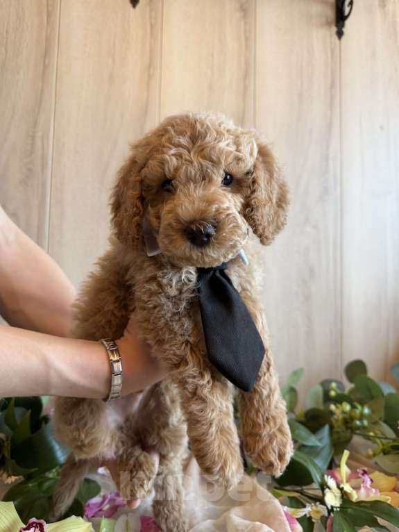 Собаки в других городах Московской области: Австралийский лабрадудль Мальчик, 150 000 руб. - фото 1