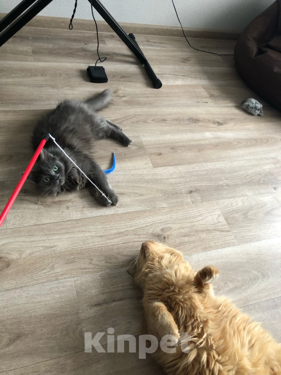 Кошки в Воронеже: Энничка Девочка, Бесплатно - фото 4