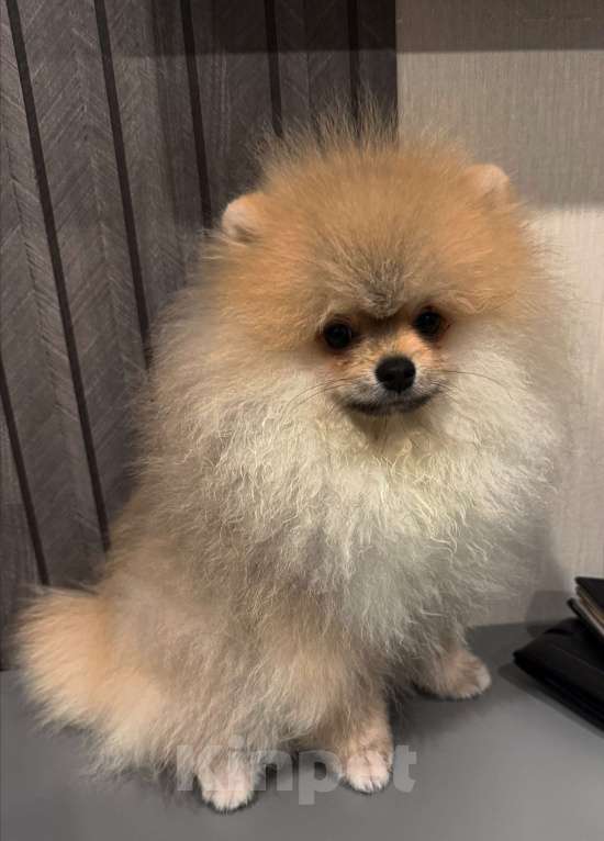 Собаки в Краснодаре: Щенок Мальчик, Бесплатно - фото 4