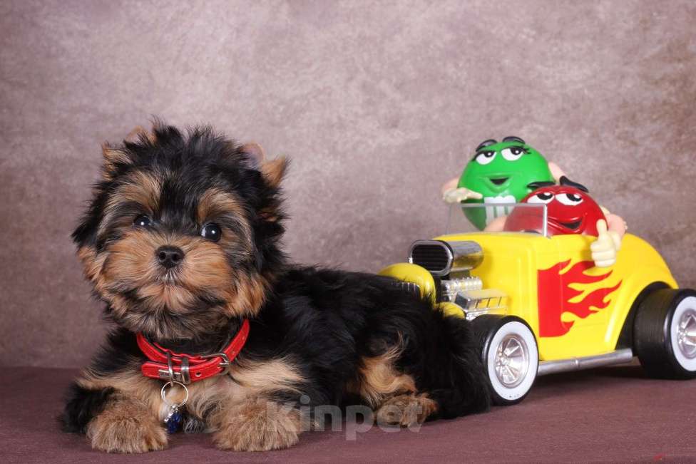 Собаки в Москве: Йоркширский породный красавчик Ютубик 🥰 РКФ Мальчик, 45 000 руб. - фото 3