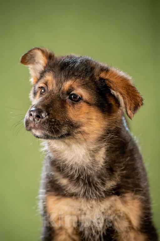 Собаки в Клине: Фундук - славный щенок Мальчик, Бесплатно - фото 8