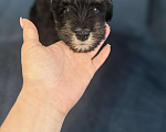 Собаки в Луховицах: Прадаже щенков цвергшнауцера Девочка, 40 000 руб. - фото 7