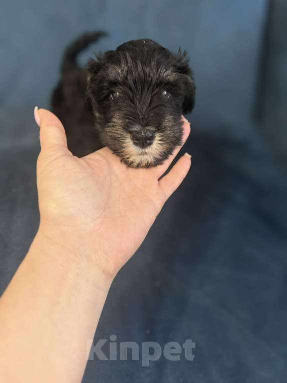 Собаки в Луховицах: Прадаже щенков цвергшнауцера Девочка, 40 000 руб. - фото 7