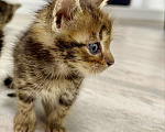 Кошки в Краснодаре: Котята в добрые руки. Мальчик, Бесплатно - фото 2
