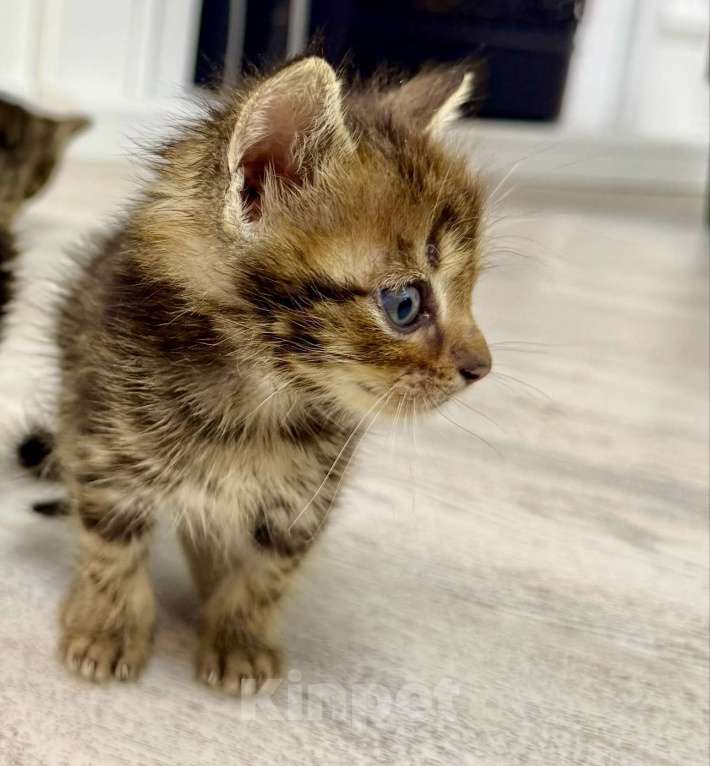 Кошки в Краснодаре: Котята в добрые руки. Мальчик, Бесплатно - фото 2