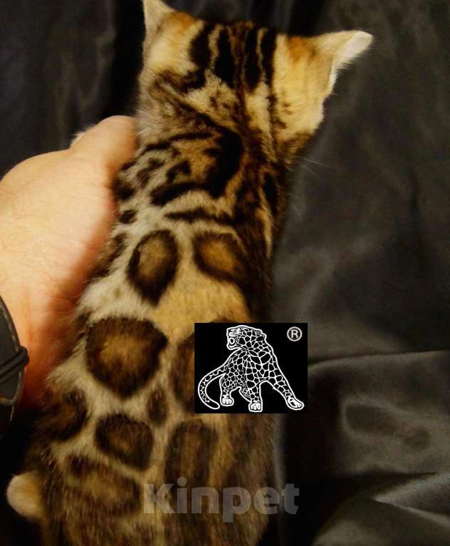 Кошки в Магадане: Бенгальский котенок Мальчик, Бесплатно - фото 9