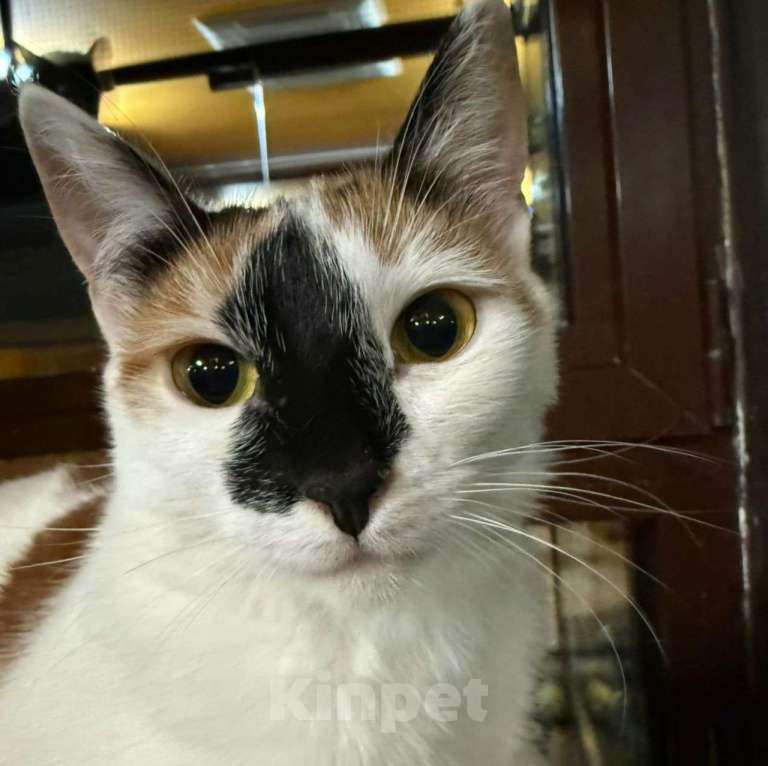 Кошки в Москве: Ласковая трехцветочка так и остается незамеченной 💔 Девочка, Бесплатно - фото 4