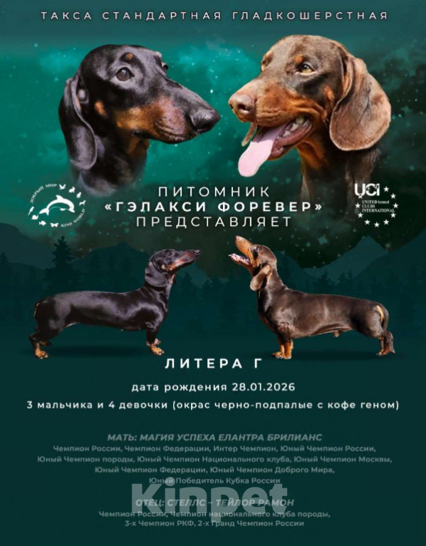 Собаки в Твери: Щенки таксы стандарт Девочка, 50 000 руб. - фото 2