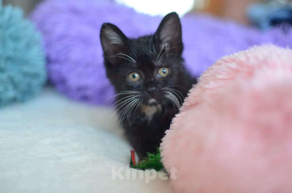 Кошки в Москве: Крохотный Бася ищет семью Мальчик, Бесплатно - фото 2