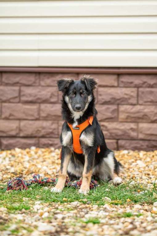 Собаки в Москве: Щенки метисы овчарки в добрые руки Девочка, 1 руб. - фото 7