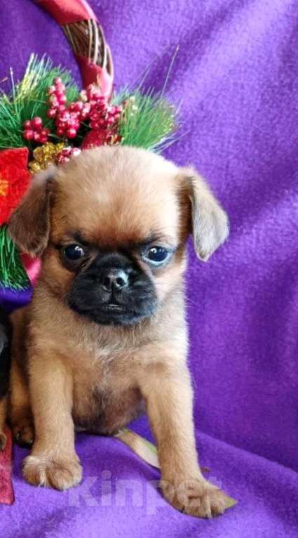 Собаки в Москве: Малый брабансон рыжий мальчик Мальчик, 40 000 руб. - фото 2