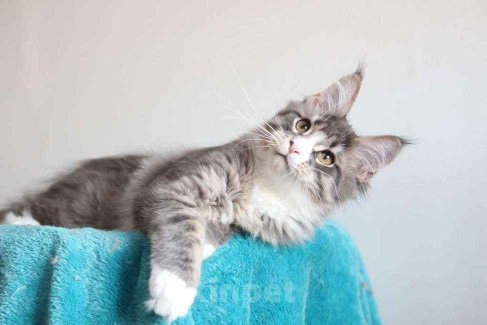 Кошки в Екатеринбурге: Котенок мейнкун из питомника РИЧКУН Мальчик, 40 000 руб. - фото 10