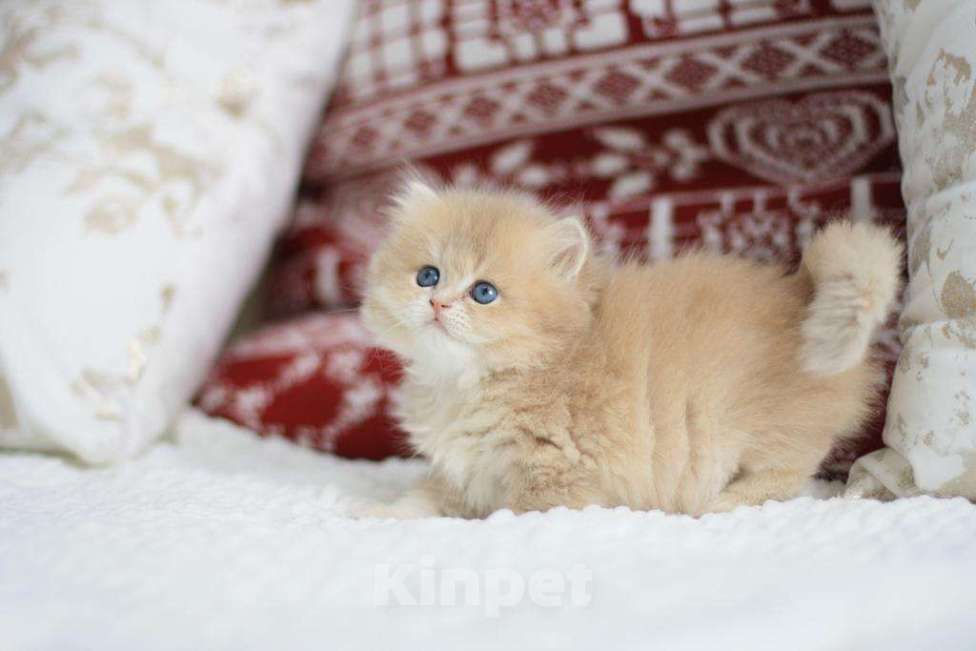 Кошки в Новосибирске: Ivory cy11 Девочка, Бесплатно - фото 7