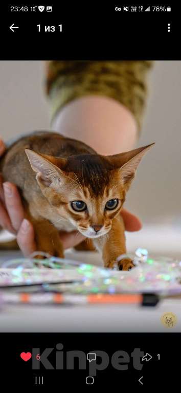 Кошки в Ижевске: Предлагаются абиссинские Котята с родословной из питомника Мальчик, 65 000 руб. - фото 1