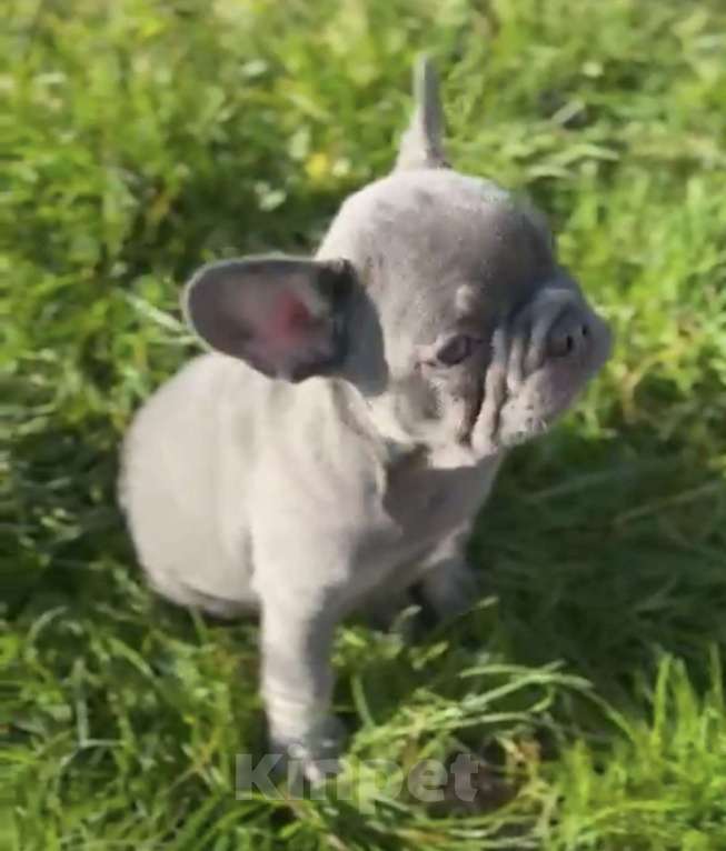 Собаки в Калининграде: Лиловые щенки французского бульдога Мальчик, 55 000 руб. - фото 4