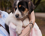 Собаки в Химках: чудесная Весточка в добрые руки   Девочка, Бесплатно - фото 3