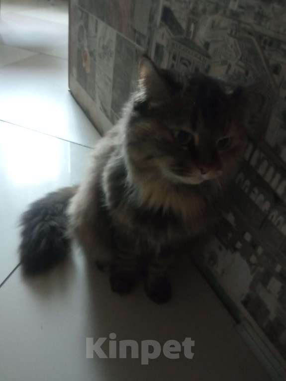 Кошки в Волгограде: Кошка в добрые руки Девочка, Бесплатно - фото 4