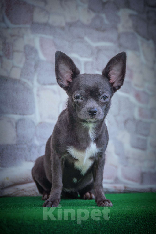 Собаки в Москве: Голубая мечта- девочка чихуа Девочка, 35 000 руб. - фото 3