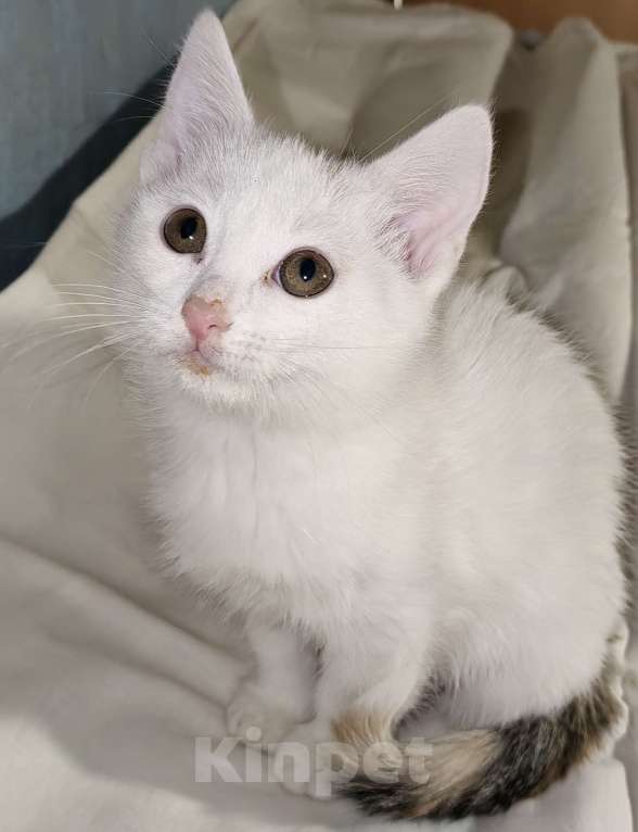 Кошки в Уфе: Котёнок девочка, 2,5 месяца Девочка, 50 руб. - фото 1