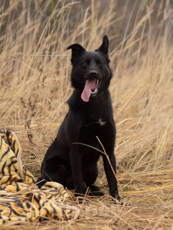 Собаки в Москве: Уголек очень хочет домой  Мальчик, Бесплатно - фото 9