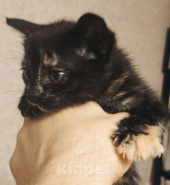 Кошки в Новосибирске: Котенок в добрые руки Девочка, Бесплатно - фото 5