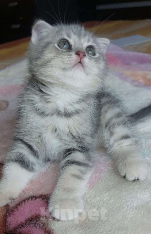 Кошки в Москве: Шотландский котенок мраморного окраса Мальчик, 12 000 руб. - фото 5