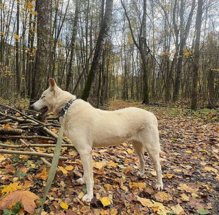 Собаки в Балашихе: Интеллигентный Айк ищет дом Мальчик, Бесплатно - фото 3