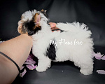 Собаки в Краснодаре: Красивая Девочка, Бивер. Девочка, 70 000 руб. - фото 6