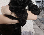 Собаки в других городах Ленинградской области: Американский кокер спаниель Мальчик, 20 000 руб. - фото 3