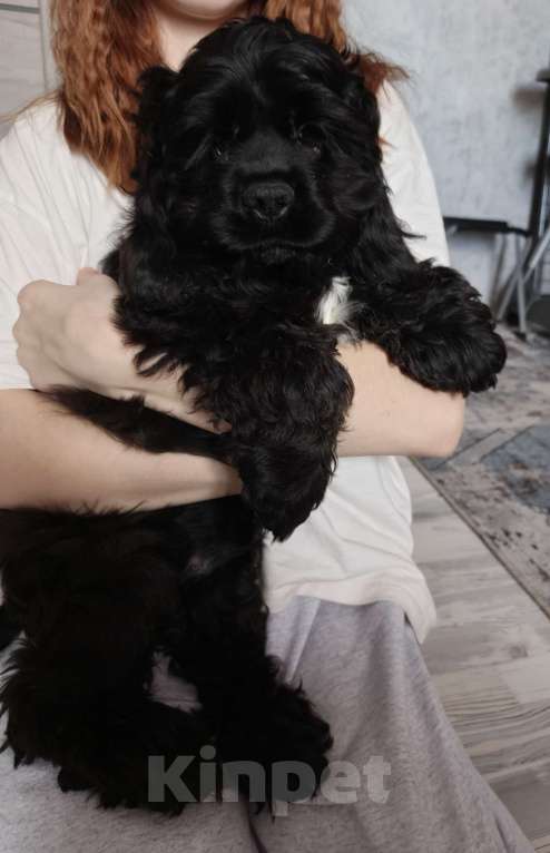 Собаки в других городах Ленинградской области: Американский кокер спаниель Мальчик, 20 000 руб. - фото 3