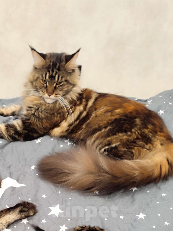 Кошки в Москве: Для предостередения людей от мошенника Девочка, 1 руб. - фото 1