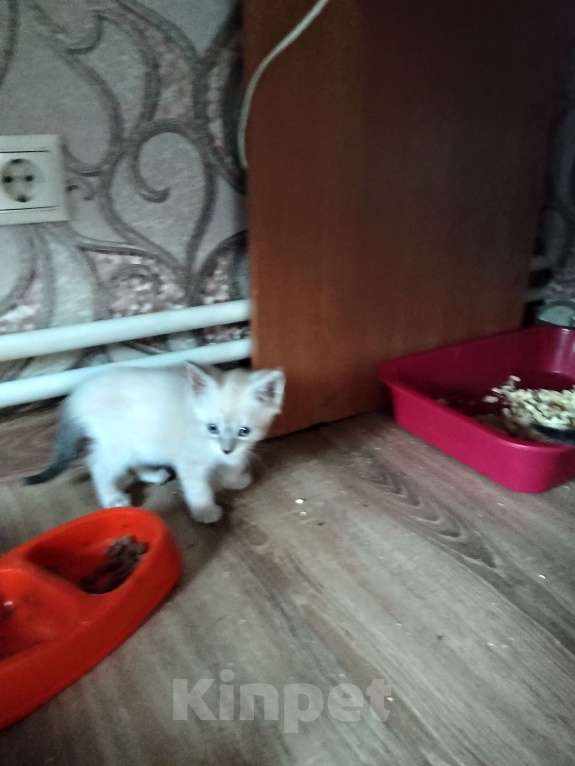 Кошки в других городах Московской области: Котята в добрые руки Разнополые, Бесплатно - фото 5