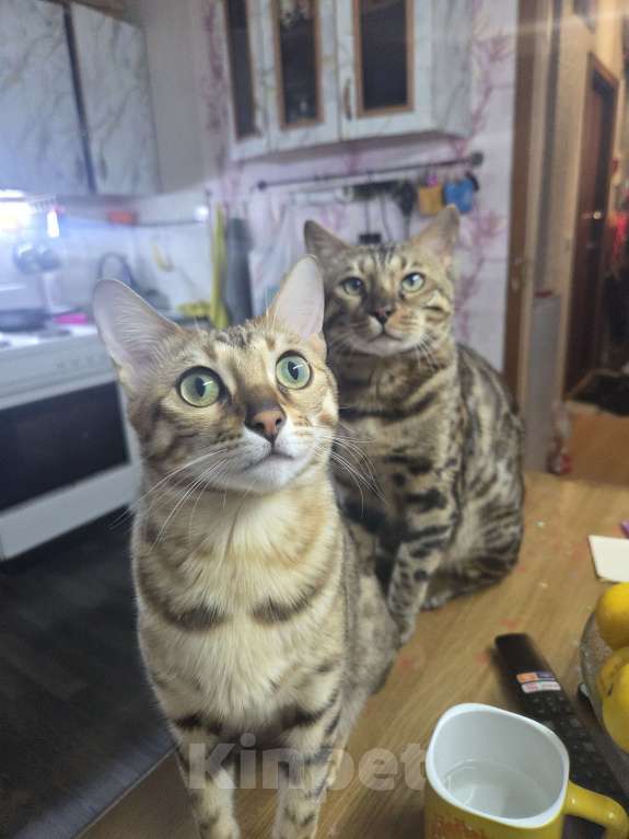 Кошки в Москве: Ищу мальчика бенгала для вязки Девочка, Бесплатно - фото 1