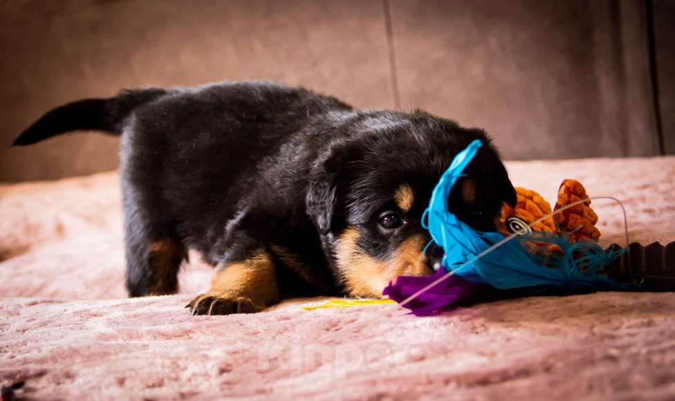 Собаки в Смоленске: Щенки ротвейлера Мальчик, 120 000 руб. - фото 4