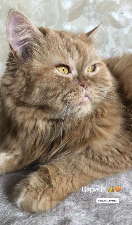 Кошки в Москве: ТЭССИ ИЩЕТ ДОМ Девочка, Бесплатно - фото 1