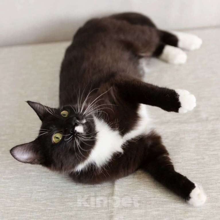 Кошки в Москве: Черненькая Чича ищет домик Девочка, Бесплатно - фото 4