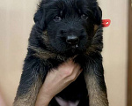 Собаки в Талдоме: Щенок немецкой овчарки длинношерстной Девочка, 16 000 руб. - фото 3
