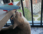 Кошки в Москве: Ласковая кошечка ищет новый дом Девочка, Бесплатно - фото 7