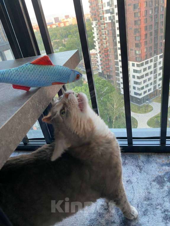 Кошки в Москве: Ласковая кошечка ищет новый дом Девочка, Бесплатно - фото 7