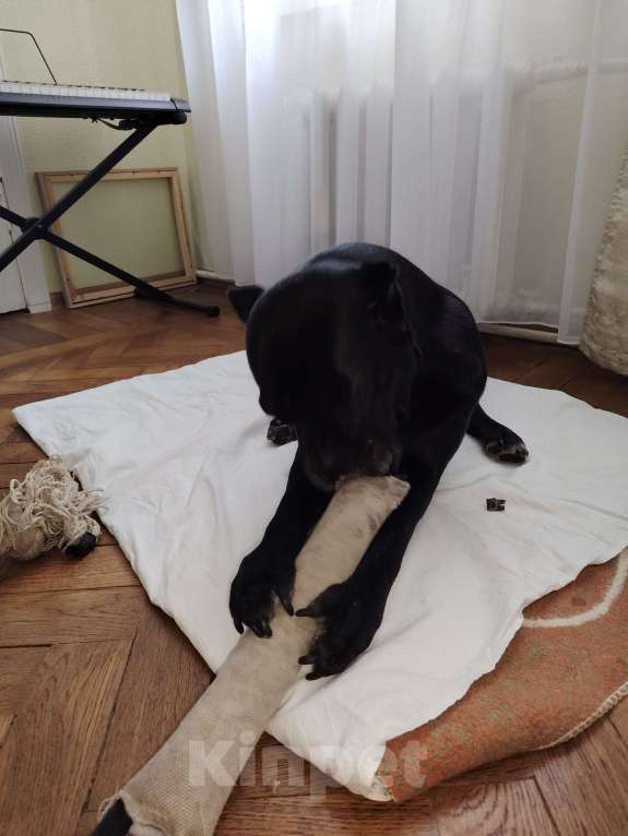 Собаки в Санкт-Петербурге: Срочно отдам собаку Девочка, Бесплатно - фото 1