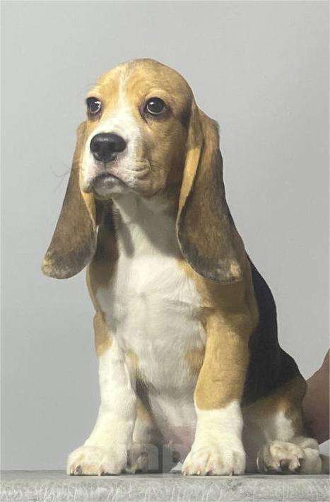 Собаки в Иркутске: Продам щенков породы "Бигль" Девочка, Бесплатно - фото 2