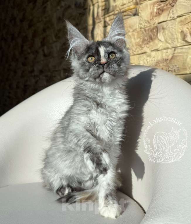 Кошки в Москве: Котенок мейн кун из питомника  Девочка, 50 000 руб. - фото 4