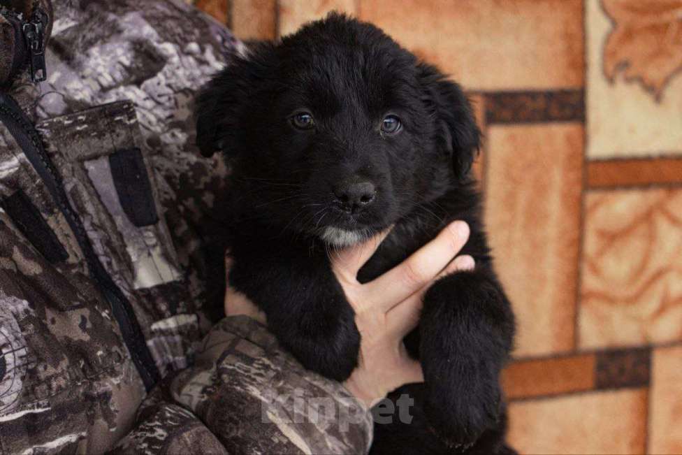 Собаки в Кашире: Альма: маленькое чудо, которое выжило вопреки всему 🐾 Девочка, Бесплатно - фото 5