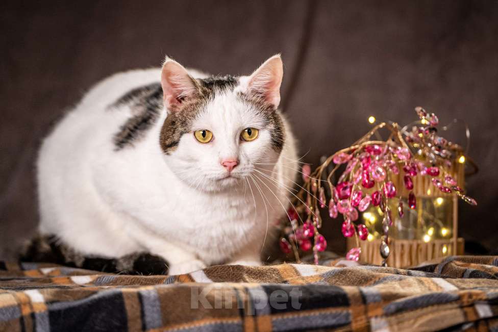 Кошки в Клине: Жорж — большой добряк Мальчик, Бесплатно - фото 5