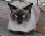 Кошки в Малмыже: Котик приглашает кошечку на вязку., 1 500 руб. - фото 1